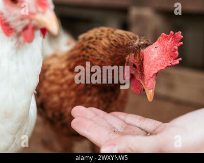 Gros plan d'une poule picotant prudemment aux grains dans une personne anonyme tendue la main, illustrant l'interaction homme-animal dans une ferme Banque D'Images