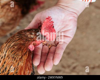 Gros plan d'une poule nourrie par une personne anonyme, montrant la confiance et l'interaction entre les humains et les animaux de ferme Banque D'Images