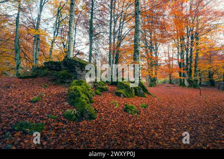 Une vue captivante sur le sol forestier d'Urbasa, richement recouvert de feuilles rouges, contrastant avec les rochers couverts de mousse et la canopée automnale vivante Banque D'Images