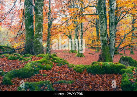 Une vue captivante sur le sol forestier d'Urbasa, richement recouvert de feuilles rouges, contrastant avec les rochers couverts de mousse et la canopée automnale vivante Banque D'Images