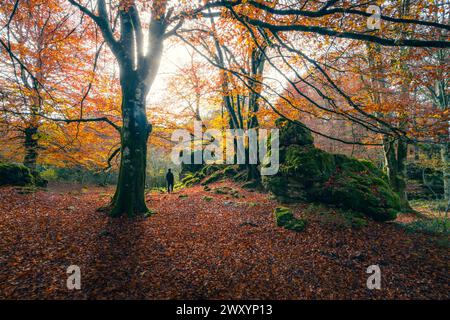 Une figure solitaire marche à travers le paysage automnal radieux de la forêt d'Urbasa, avec la lumière du soleil perçant à travers la canopée vibrante de feuilles Banque D'Images