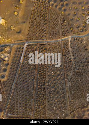 Une vue aérienne par drone capture les motifs géométriques complexes de vignobles circulaires nichés dans le paysage volcanique de Lanzarote au crépuscule Banque D'Images