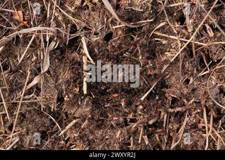 Des bois rouges rampant sur une anticolline Banque D'Images