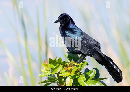 Grackle à queue de bateau (Quiscalus major) mâle adulte, perché sur une brindille, Floride, États-Unis. Banque D'Images