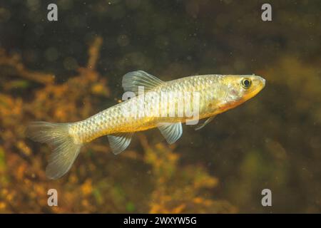 Faux arlequin (Pseudorasbora parva), natation, vue de côté Banque D'Images