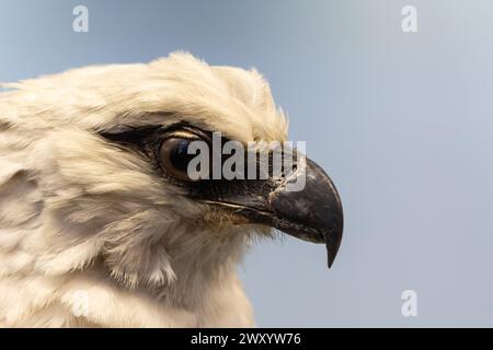 photo macro capturant l'œil intense et les plumes détaillées d'un majestueux aigle harpie Banque D'Images