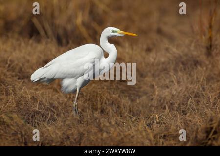 Grande aigrette, grande aigrette blanche, aigrette commune, grande aigrette, grand héron blanc (Egretta alba, Casmerodius albus, Ardea alba), debout sur l'herbe sèche, sid Banque D'Images