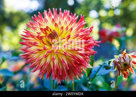 Semi-Cactus Dahlia (Dahlia 'Hapet explosion', Dahlia Hapet explosion), fleurs, cultivar Hapet explosion Banque D'Images