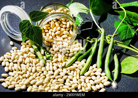 Haricot (Phaseolus vulgaris var. Nanus), graines de haricot dans un pot de conservation Banque D'Images