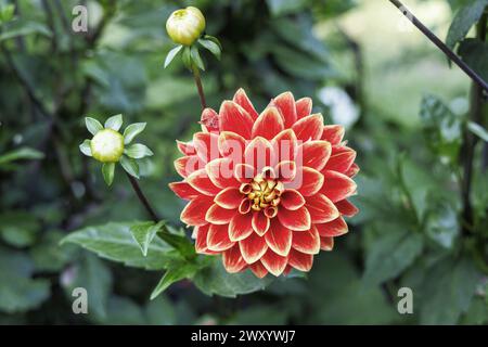 Georgine décorative (Dahlia 'Bettina Verbeek', Dahlia Bettina Verbeek), fleurs, cultivar Bettina Verbeek Banque D'Images
