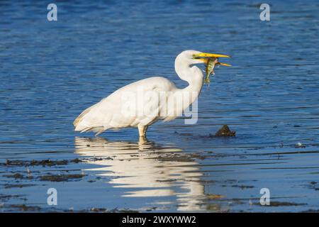 Grande aigrette, Grande aigrette blanche (Egretta alba, Casmerodius albus, Ardea alba), debout dans les eaux peu profondes avec la perche proie à nageoires rouges dans le bec, vie latérale Banque D'Images