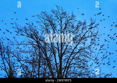 Étourneaux communs, étourneaux européens, étourneaux (Sturnus vulgaris), troupeau d'étourneaux volant de la cime des arbres au crépuscule, Suisse Banque D'Images