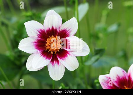 Dahlia unifleuri (Dahlia 'Vielliebchen', Dahlia Vielliebchen), fleur, cultivar Vielliebchen Banque D'Images