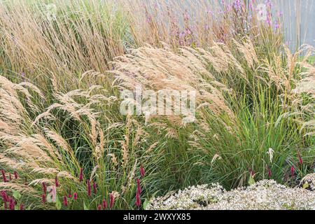 Achnatherum, pelouse à plumes, lanières (Stipa calamagrostis 'Algaeu', Stipa calamagrostis Algaeu, Achnatherum calamagrostis), cultivar Algaeu Banque D'Images