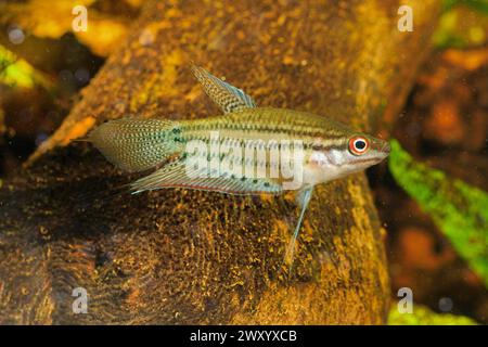 Gourami parlant, gourami croquant (Trichopsis vittata), mâle nageant, vue de côté Banque D'Images