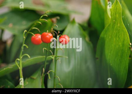 Lys européens de la vallée (Convallaria majalis), avec des fruits, Allemagne, Bavière Banque D'Images