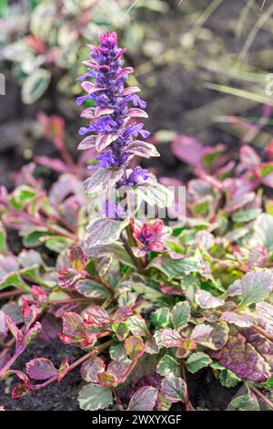 Bugleweed commun, Bugleweed rampant (Ajuga reptans 'Burgundy Glow', Ajuga reptans Burgundy Glow), floraison, cultivar Burgundy Glow, Europe, Bundesrepubli Banque D'Images