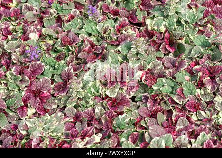 Bugleweed commun, Bugleweed rampant (Ajuga reptans 'Burgundy Glow', Ajuga reptans Burgundy Glow), floraison, cultivar Burgundy Glow Banque D'Images