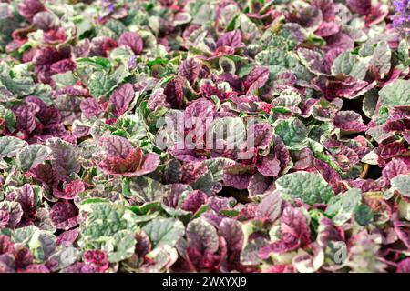 Bugle commun, bugleweed rampante (Ajuga reptans 'Burgundy Glow', Ajuga reptans Burgundy Glow), feuilles, cultivar Burgundy Glow Banque D'Images