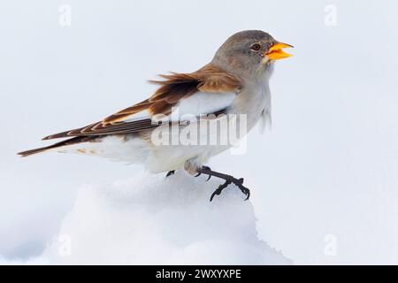 mannequin à ailes blanches (Montifringilla nivalis), mâle chantant dans la neige, vue de côté Banque D'Images