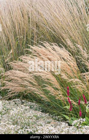 Achnatherum, pelouse à plumes, lanières (Stipa calamagrostis 'Algaeu', Stipa calamagrostis Algaeu, Achnatherum calamagrostis), cultivar Algaeu Banque D'Images