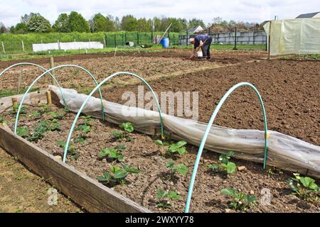 Homme jardinant dans un jardin communautaire. Jardinier semant des graines dans un jardin de lotissement à change-sur-Sarthe (nord-ouest de la France). Plante de fraise et gr Banque D'Images