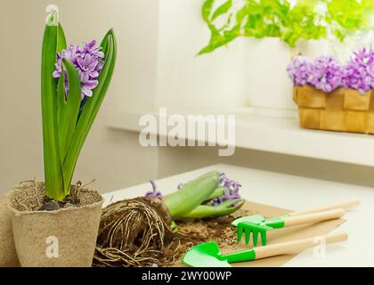 Jacinthe fleurie sans pot se trouvent à côté d'un pot sur une table recouverte de papier dans une pièce lumineuse, de petits outils de jardin, des ciseaux se trouvent à proximité Banque D'Images