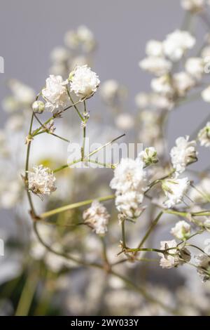 Une belle photo macro d'une fleur blanche de souffle de bébé, capturant ses détails complexes et ses pétales délicats. Banque D'Images