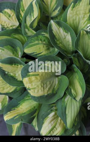 Petite taille panachée blanc crémeux feuilleté avec bord vert foncé Hosta Eleanor Lachman pousse dans un pot dans un jardin en avril Banque D'Images