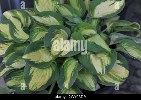 Petite taille panachée blanc crémeux feuilleté avec bord vert foncé Hosta Eleanor Lachman pousse dans un pot dans un jardin en avril Banque D'Images