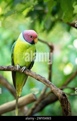 La perruche à tête de prune est un perroquet principalement vert. Le mâle a une tête rouge qui s'abat sur le dos de la couronne, de la nuque et des joues, Banque D'Images