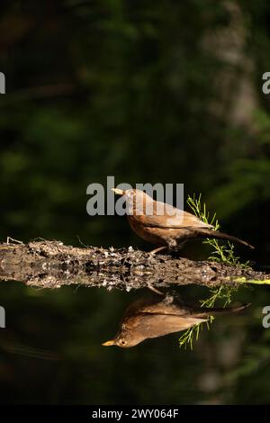 Plan vertical d'un gros oiseau commun perché sur une parcelle de terre près de l'eau Banque D'Images