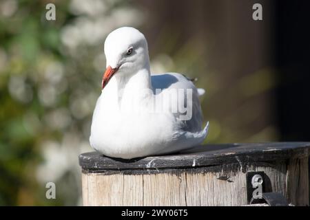 Les mouettes sont connues pour leurs plumes blanches et grises, leur bec fort et leurs pieds palmés. Banque D'Images