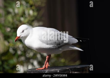 Les mouettes sont connues pour leurs plumes blanches et grises, leur bec fort et leurs pieds palmés. Banque D'Images