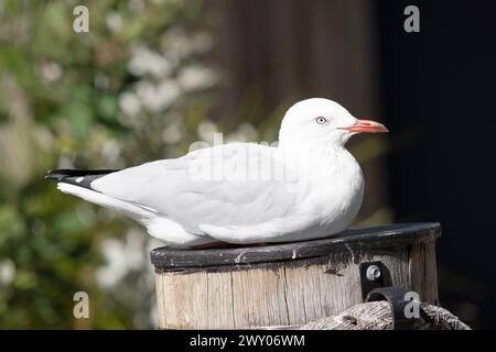 Les mouettes sont connues pour leurs plumes blanches et grises, leur bec fort et leurs pieds palmés. Banque D'Images