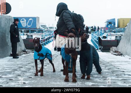 Les chiens dobermann sont assis à côté de leur propriétaire dans la station frontière d'Isaccea, en Ukraine, alors qu'ils attendent de traverser la frontière et d'entrer en Roumanie. Banque D'Images