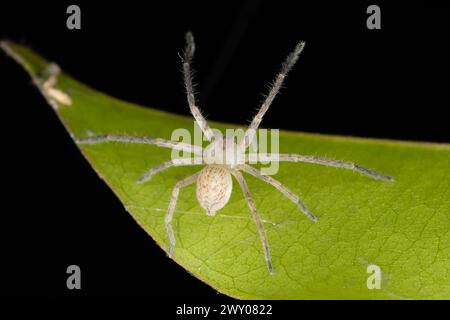 Plan macro d'Olios milleti, une araignée chasseur, avec ses longues pattes distinctives évasées sur une feuille. Banque D'Images