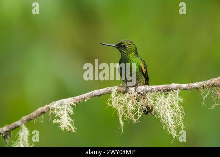 Coronet à queue buff (Boissonneaua flavescens) à la réserve Bellavista dans la région de Tandayapa, Équateur, Amérique du Sud - photo de stock Banque D'Images