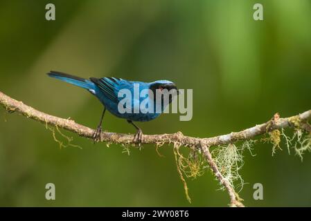 Perforateur de fleurs masqué (Diglossopis cyanea) perché sur une branche de la réserve Bellavista dans la région de Tandayapa, Équateur, Amérique du Sud Banque D'Images