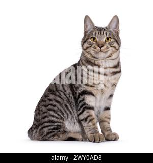 Magnifique jeune chaton chat Kurilian Bobtail, assis sur le côté. En regardant vers la caméra. isolé sur fond blanc. Banque D'Images