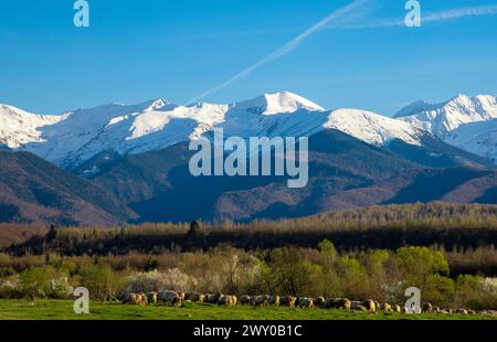 Un paysage avec un troupeau de moutons qui paissent dans un champ au pied des montagnes de Fagaras avec leurs sommets couverts de neige Banque D'Images