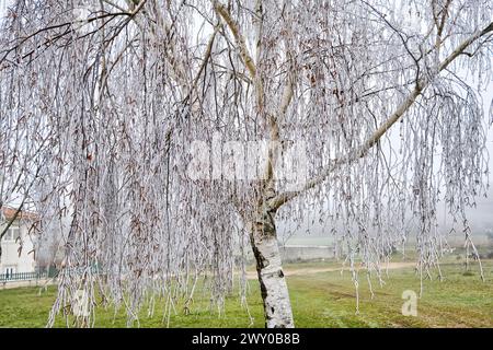 Arbre de bouleau givré en hiver. Constantim, Miranda do Douro. Trás-os-Montes, Portugal Banque D'Images