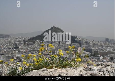 Fleurs sauvages fleurissent dans l'Acropole d'Athènes fleurs sauvages fleurissent avec Lycabette Hill en arrière-plan comme le printemps arrive dans l'Acropole d'Athènes. Athènes Grèce Copyright : xNicolasxKoutsokostasxNicolasxKoutsokostasx DSC 202404020405 Banque D'Images