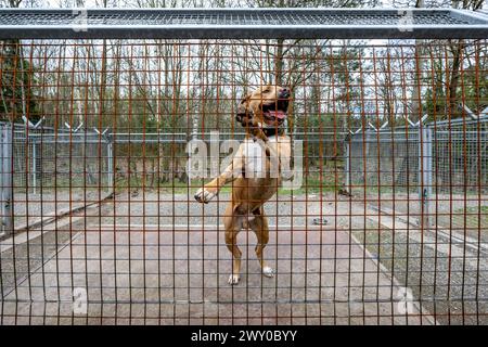 Hradec Kralove, République tchèque. 03rd Apr, 2024. Refuge pour animaux à Hradec Kralove, République tchèque, 3 avril 2024. Crédit : David Tanecek/CTK photo/Alamy Live News Banque D'Images