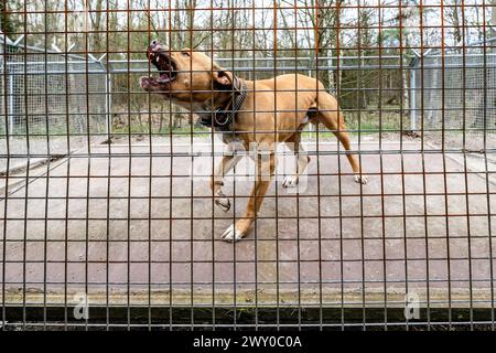 Hradec Kralove, République tchèque. 03rd Apr, 2024. Refuge pour animaux à Hradec Kralove, République tchèque, 3 avril 2024. Crédit : David Tanecek/CTK photo/Alamy Live News Banque D'Images