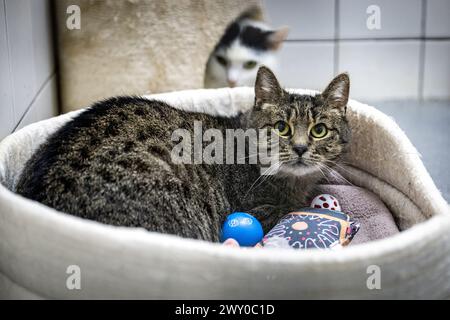 Hradec Kralove, République tchèque. 03rd Apr, 2024. Refuge pour animaux à Hradec Kralove, République tchèque, 3 avril 2024. Crédit : David Tanecek/CTK photo/Alamy Live News Banque D'Images