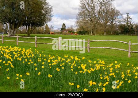 Le bétail des Highlands paissant dans un pâturage clôturé avec des jonquilles printanières au premier plan près de Nutbourne, Pulborough dans le West Sussex, en Angleterre. Banque D'Images