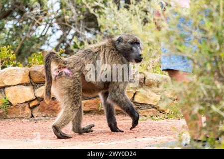 Chacma babouin (Papio ursinus) Close up marche gaiement devant une jambe de personne ne montrant aucune crainte des humains à Cape point ou Cape of Good Hope réserve naturelle Banque D'Images