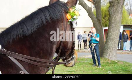 DATE D'ENREGISTREMENT NON INDIQUÉE Bautzen - Sorbischer Brauch : Osterreiter verkünden Auferstehung 31.03.2024 Bautzen und OT : Stiebitz Fotograf : LausitzNews.de/Tim Kiehle Die tradition des Osterreitens wird in der Lausitz seit vielen Jahrhunderten gepflegt. In 9 verschiedenen Prozessionen machen sich wieder hunderte Reiter mit geschmückten Pferden auf den Weg, um die Botschaft der Auferstehung Christi ins Land hinaus zu tragen. In Bautzen setzte sich die Prozession gegen 10:45 Uhr, mit dem Ziel Radibor, in Bewegung. Zuvor wurden die Reiter von Dompfarrer Veit Scapan gesegnet, danach setzte auch er sich au Banque D'Images