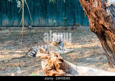 Un tiger blanc qui est assis près d'une lande sèche, dans l'enceinte du tigre du parc zoologique national de Delhi, également connu sous le nom de zoo de Delhi. Banque D'Images